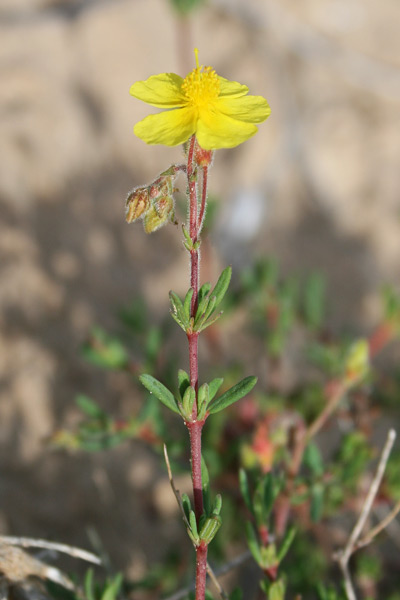 Fumana thymifolia, Fumana con foglie di Timo, Fumana vischiosa