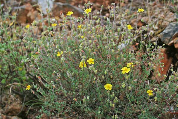 Fumana thymifolia, Fumana con foglie di Timo, Fumana vischiosa