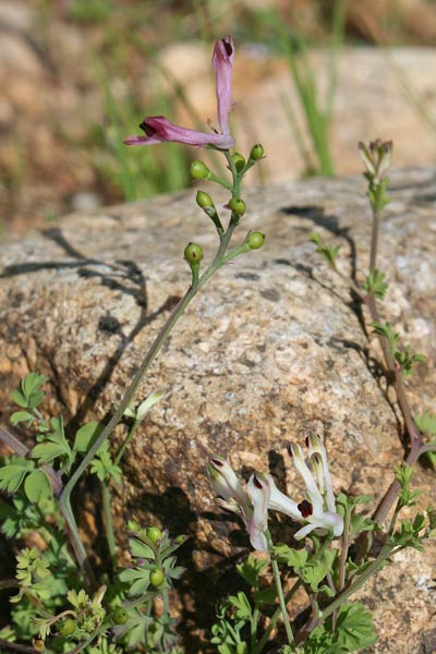 Fumaria bicolor, Fumaria insulare, Casu cottu, Erba de poddini, Fumisterre