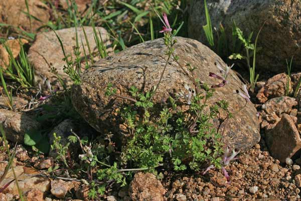 Fumaria bicolor, Fumaria insulare, Casu cottu, Erba de poddini, Fumisterre