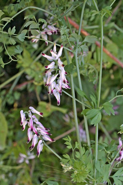 Fumaria capreolata, Cambiruja, Casu cottu, Fumaria bianca, Fumisterra, Gimisterru femina