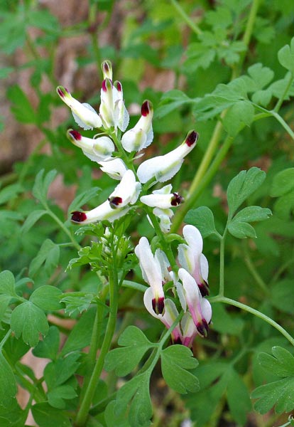 Fumaria capreolata, Cambiruja, Casu cottu, Fumaria bianca, Fumisterra, Gimisterru femina