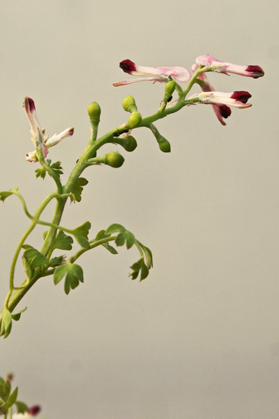 Fumaria gaillardotii, Fumaria di Gaillardot, Casu cottu, Erba de poddini, Fumisterre