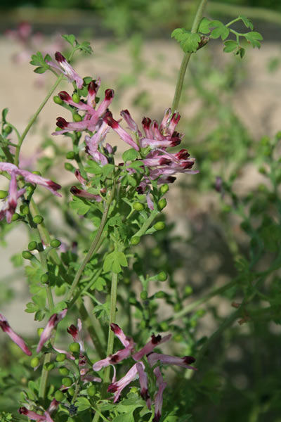 Fumaria gaillardotii, Fumaria di Gaillardot, Casu cottu, Erba de poddini, Fumisterre