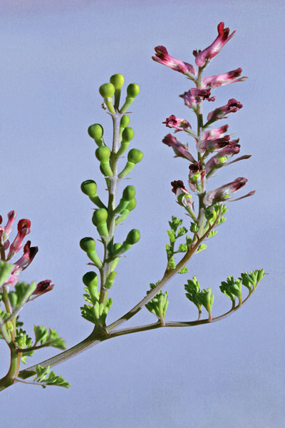 Fumaria officinalis, Cambirugia, Casu cottu, Fomesterre ruju, Fumaria arrubia, Fumatigu, Gimisterru mascu, Poddineddu