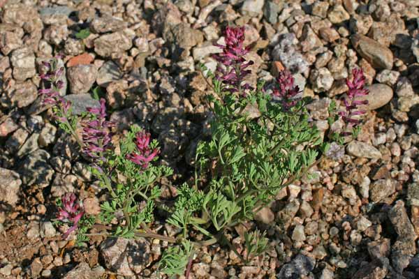 Fumaria officinalis, Cambirugia, Casu cottu, Fomesterre ruju, Fumaria arrubia, Fumatigu, Gimisterru mascu, Poddineddu