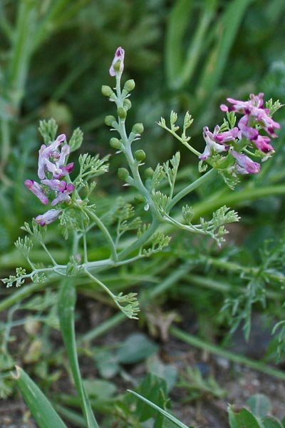 Fumaria parviflora, Fumaria a fiori piccoli, Casu cottu, Erba de poddini, Fumisterre