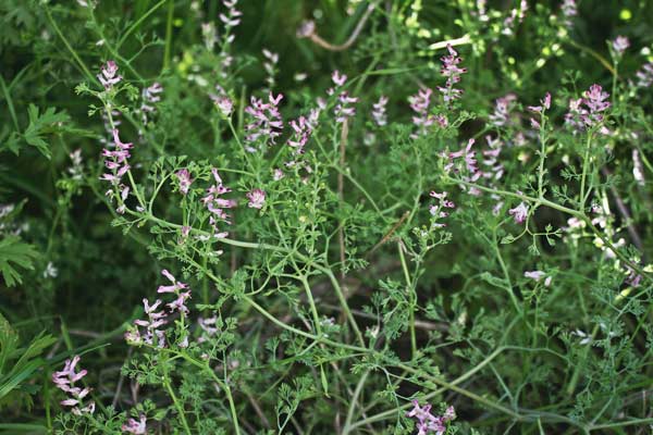 Fumaria parviflora, Fumaria a fiori piccoli, Casu cottu, Erba de poddini, Fumisterre