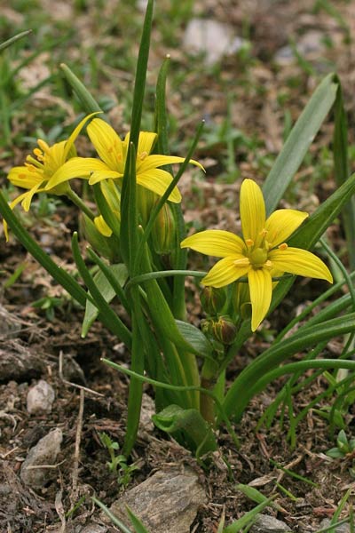 Gagea fragifera, Cipollaccio fistoloso