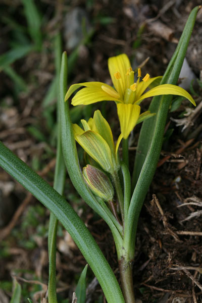 Gagea fragifera, Cipollaccio fistoloso