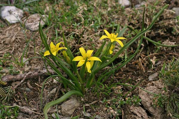 Gagea fragifera, Cipollaccio fistoloso