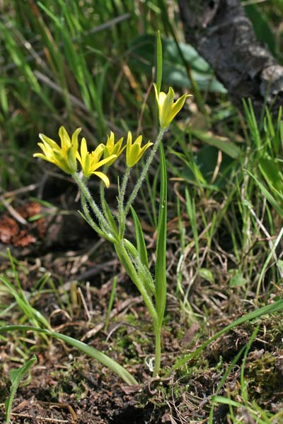 Gagea granatellii, Cipollaccio di Granatelli, Gagea di Granatelli