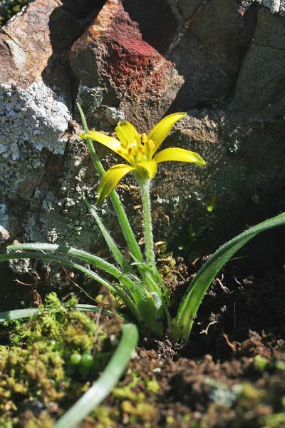 Gagea granatellii, Cipollaccio di Granatelli, Gagea di Granatelli