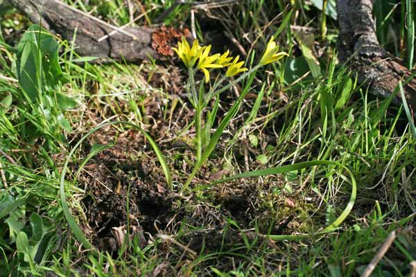 Gagea granatellii, Cipollaccio di Granatelli, Gagea di Granatelli