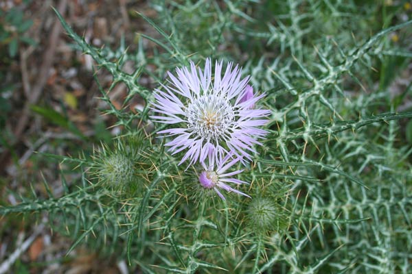 Galactites tomentosus, Scarlina, Aldu biancu, Cardu angioninu, Cardu pintu