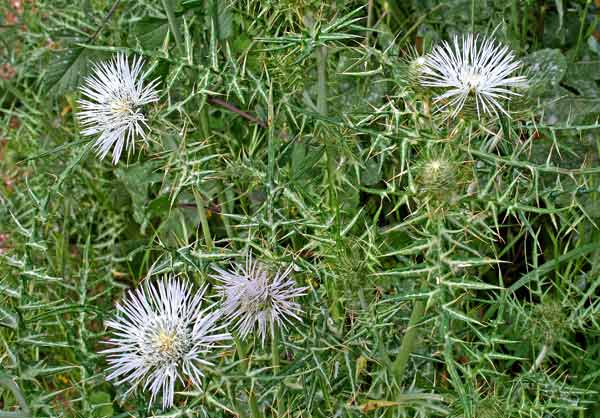 Galactites tomentosus, Scarlina, Aldu biancu, Cardu angioninu, Cardu pintu