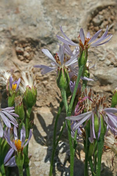 Galatella pannonica, Astro marino