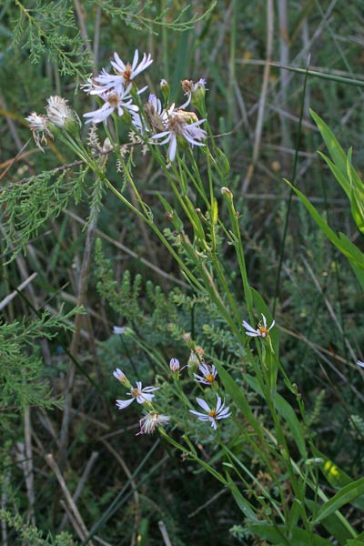 Galatella pannonica, Astro marino