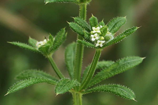 Galium aparine, Attaccamano, Attaccaveste, Caglio asprello, Rasparella, Appicciga appicciga, Appiccigosa, Appodda appodda, Attacca roba, Atzotta limba, Battilimba, Battilingua, Battiringa longa, Piga piga, Pitiga pitiga, Priculosa