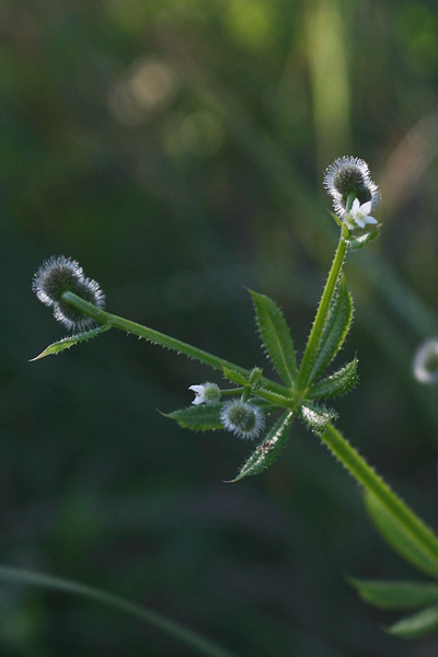 Galium aparine, Attaccamano, Attaccaveste, Caglio asprello, Rasparella, Appicciga appicciga, Appiccigosa, Appodda appodda, Attacca roba, Atzotta limba, Battilimba, Battilingua, Battiringa longa, Piga piga, Pitiga pitiga, Priculosa