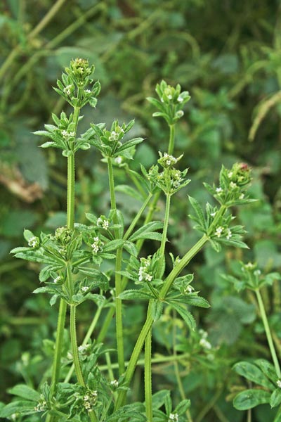 Galium aparine, Attaccamano, Attaccaveste, Caglio asprello, Rasparella, Appicciga appicciga, Appiccigosa, Appodda appodda, Attacca roba, Atzotta limba, Battilimba, Battilingua, Battiringa longa, Piga piga, Pitiga pitiga, Priculosa