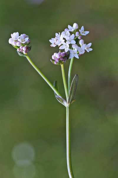 Galium debile, Caglio debole, Appodda appodda, Piga-pigheddu, Pitzicadoria