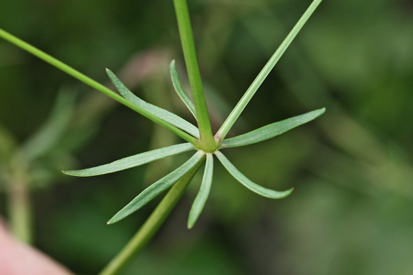 Galium debile, Caglio debole, Appodda appodda, Piga-pigheddu, Pitzicadoria