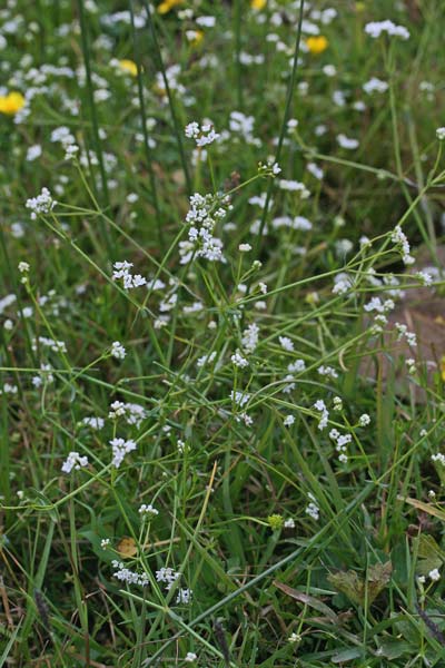 Galium debile, Caglio debole, Appodda appodda, Piga-pigheddu, Pitzicadoria