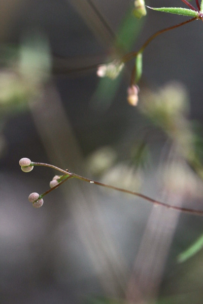 Galium divaricatum, Caglio divaricato