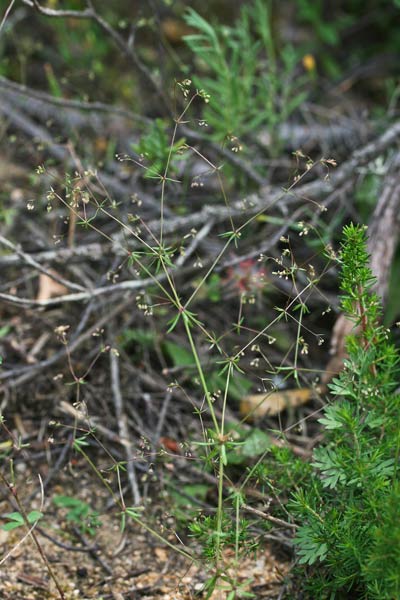 Galium divaricatum, Caglio divaricato