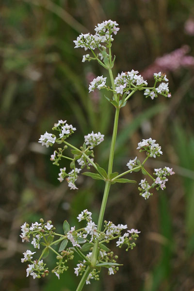 Galium palustre subsp. elongatum, Caglio delle paludi, Caglio tardivo