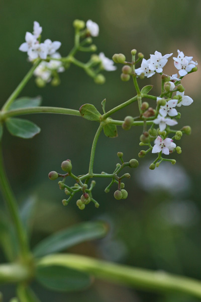 Galium palustre subsp. elongatum, Caglio delle paludi, Caglio tardivo