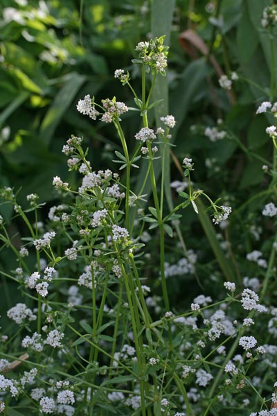 Galium palustre subsp. elongatum, Caglio delle paludi, Caglio tardivo