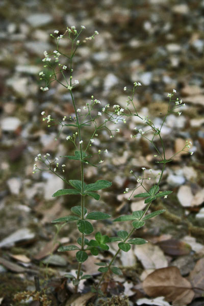 Galium scabrum, Caglio ellittico, Appodda-appodda, Piga-pigheddu, Pitzicadoria