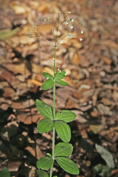 Galium scabrum, Caglio ellittico, Appodda-appodda, Piga-pigheddu, Pitzicadoria