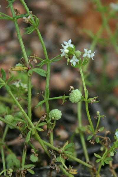 Galium verrucosum, Caglio verrucoso, Appodda appodda, Piga-pigheddu, Pitzicadoria