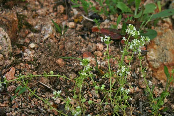 Galium verrucosum, Caglio verrucoso, Appodda appodda, Piga-pigheddu, Pitzicadoria