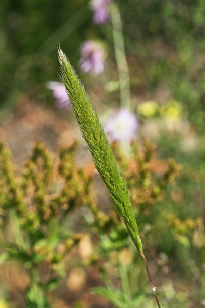 Gastridium ventricosum, Codino maggiore, Miglio codino