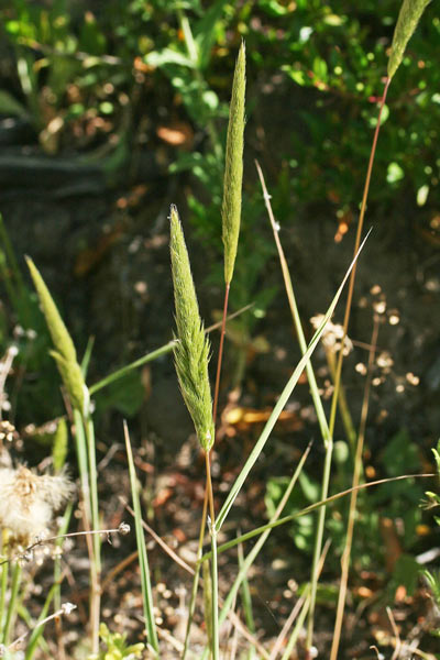 Gastridium ventricosum, Codino maggiore, Miglio codino