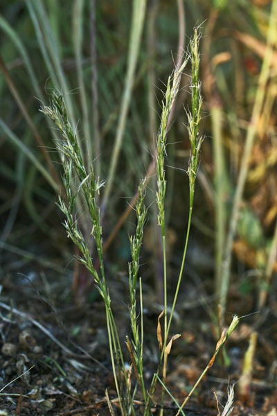 Gaudinia fragilis, Forasacchino, Gaudinia fragile