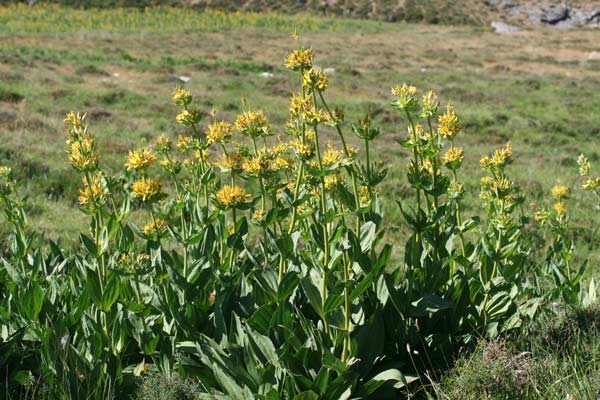 Genziana maggiore, Agintjana, Ansiana, Chinaresta, Gintiana, Zentziana