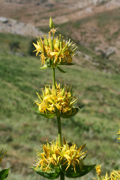 Genziana maggiore, Agintjana, Ansiana, Chinaresta, Gintiana, Zentziana