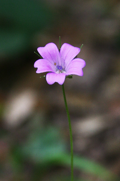 Geranium columbinum, Geranio colombino, Pei columbinu, Pei de columbu