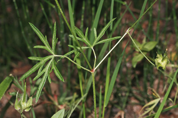 Geranium columbinum, Geranio colombino, Pei columbinu, Pei de columbu