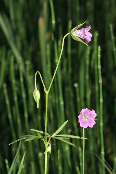 Geranium columbinum, Geranio colombino, Pei columbinu, Pei de columbu