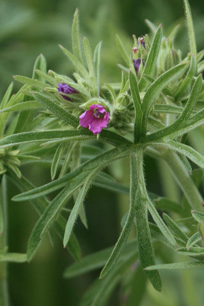 Geranium dissectum, Geranio a foglie divise, Geranio a foglie sette, Geranio sbrandellato, Erba de agullas, Geraniu