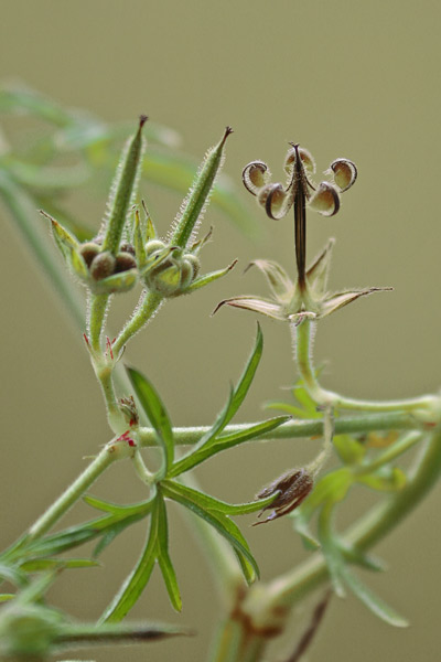 Geranium dissectum, Geranio a foglie divise, Geranio a foglie sette, Geranio sbrandellato, Erba de agullas, Geraniu