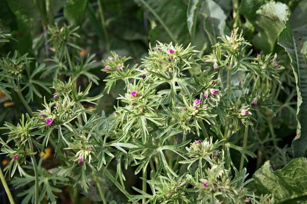 Geranium dissectum, Geranio a foglie divise, Geranio a foglie sette, Geranio sbrandellato, Erba de agullas, Geraniu