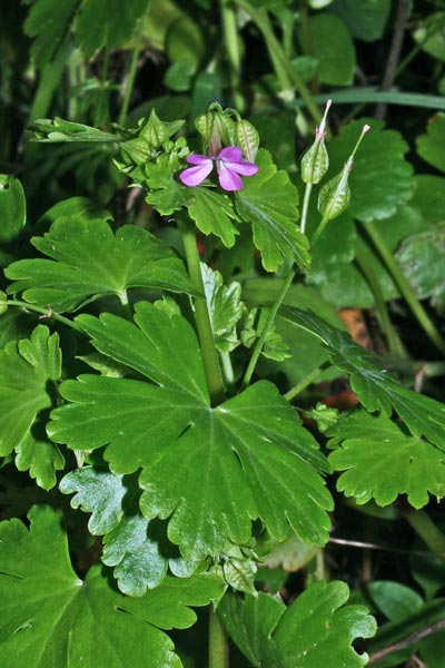 Geranium lucidum, Geranio lucido, Erba de agullas, Frocchitteddas, Geraniu, Non ti ollu