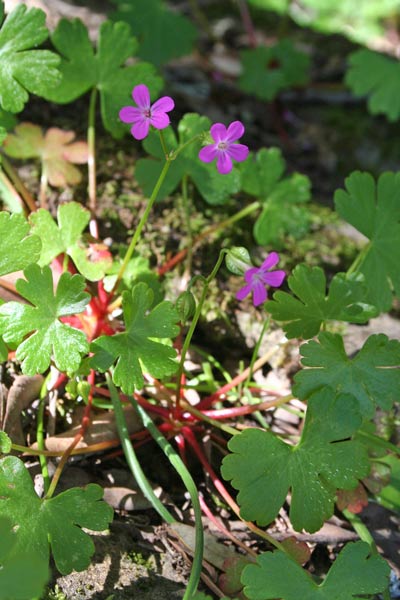 Geranium lucidum, Geranio lucido, Erba de agullas, Frocchitteddas, Geraniu, Non ti ollu